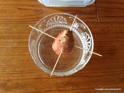 Sweet Potato cut in half and suspended over water using toothpicks 