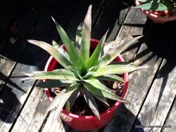 Pineapple growing well outside in a pot