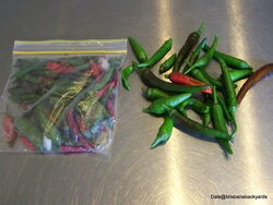 Fresh Chillies placed in zip lock bags for freezing