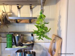 Basil bunch hanging to dry